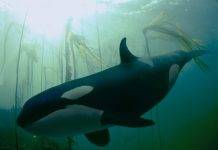 Orcas Douglas magazine Vancouver Island News