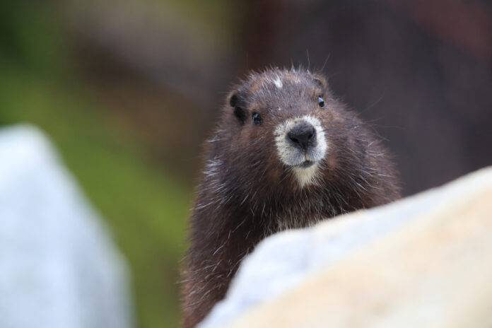 Vancouver Island Brewing has teamed up with the Marmot Recovery Foundation to help save endangered marmots.